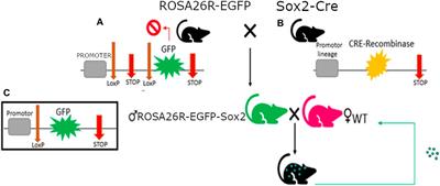 Presence of fetal microchimerisms in the heart and effect on cardiac repair